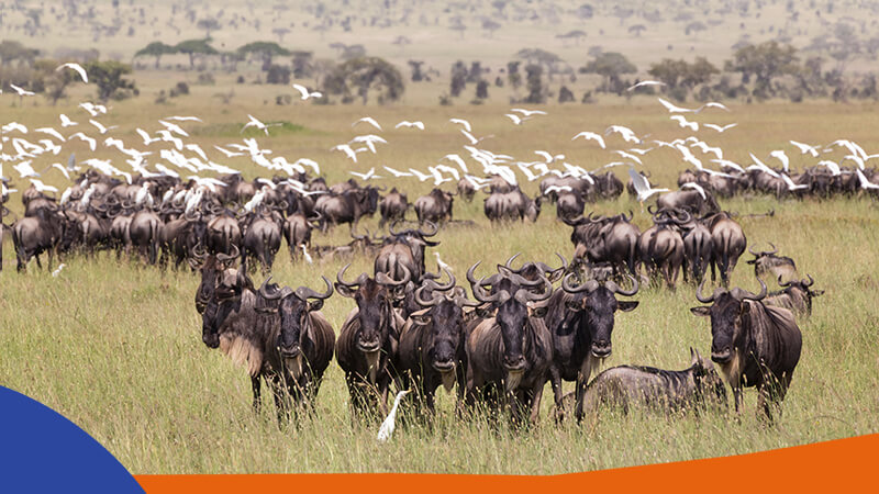 Wildebeest in the Serengeti National Park