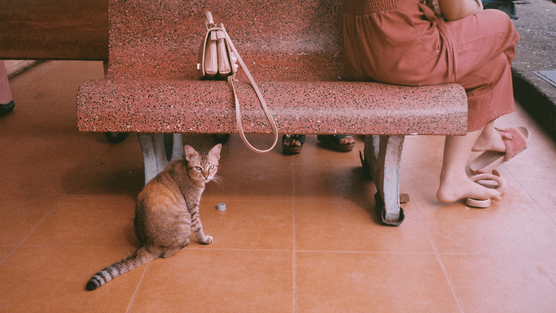 a cat perching under a bench